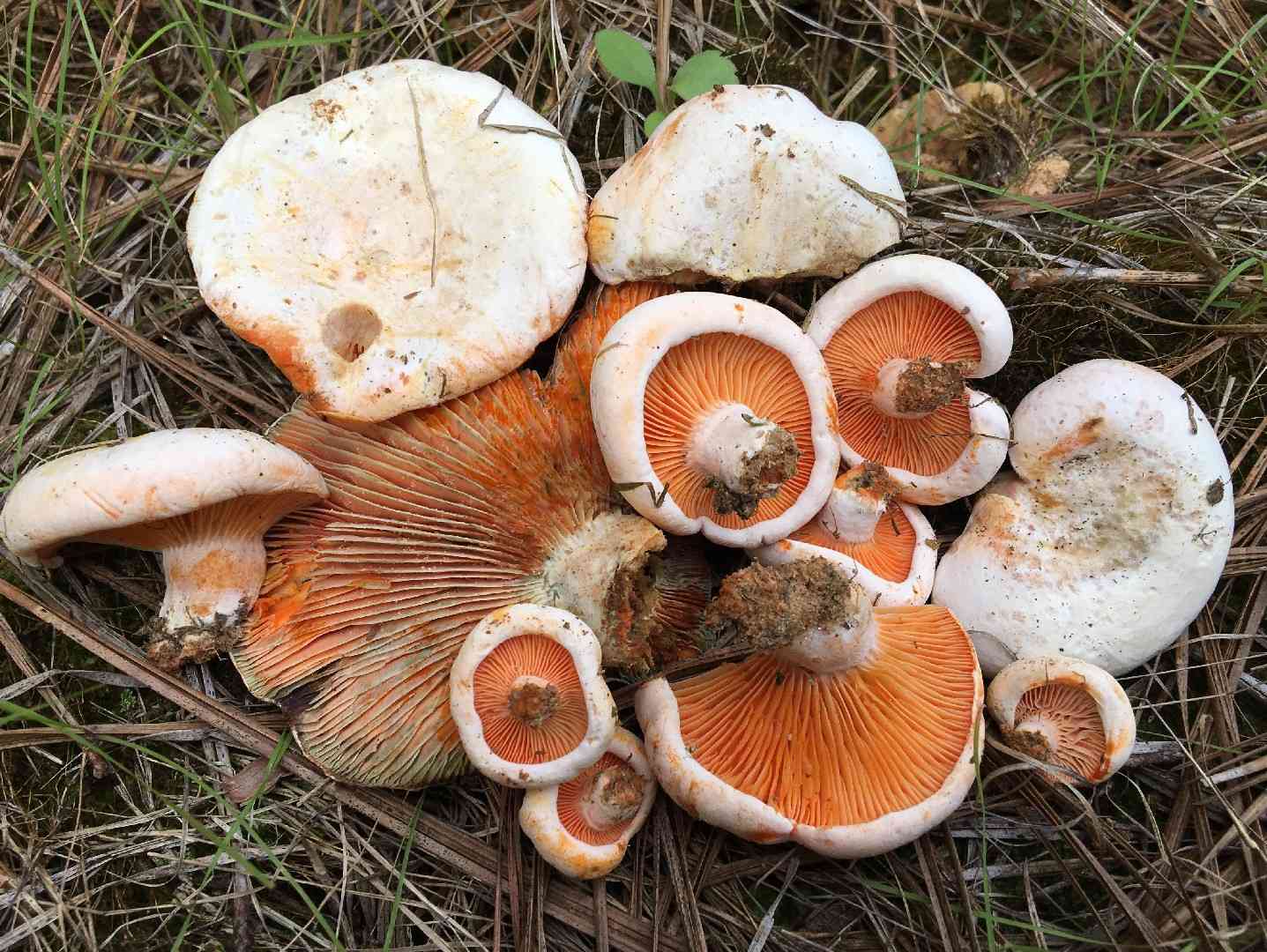 Lactarius salmoneus (Lactarius salmoneus) thumbnail 2