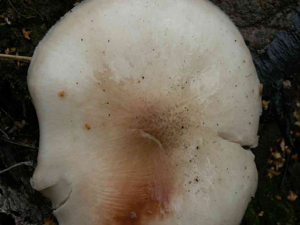 Ghost shield (Pluteus pellitus) thumbnail 3