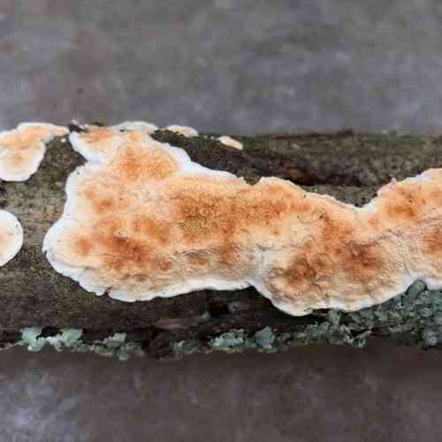 Netted crust (Byssomerulius corium) thumbnail 2