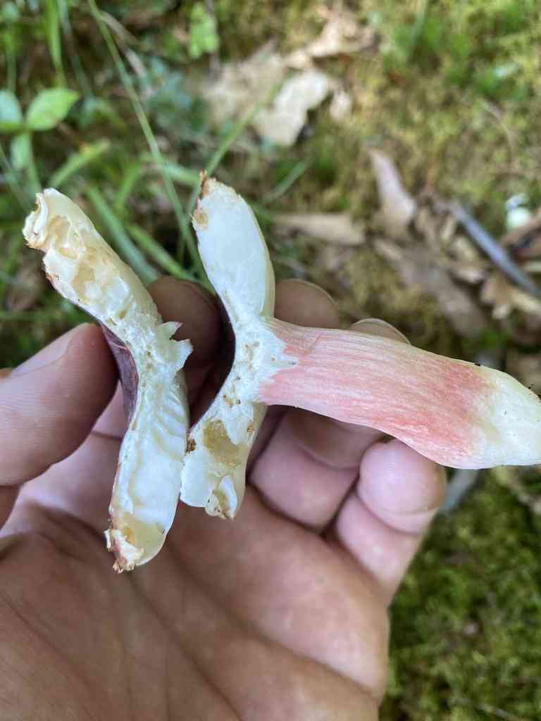 Purple-bloom Russula (Russula mariae) thumbnail 3