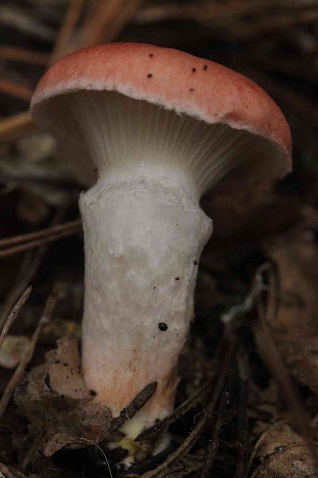 Rosy spike (Gomphidius roseus) thumbnail 3