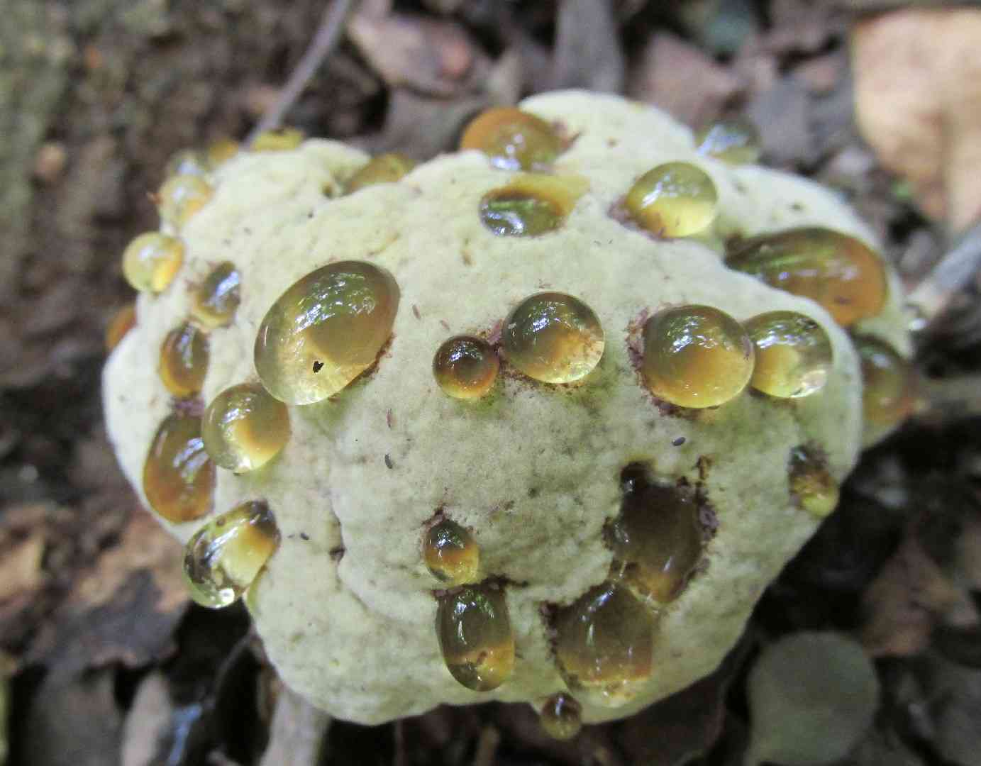 Oak bracket (Pseudoinonotus dryadeus) thumbnail 2