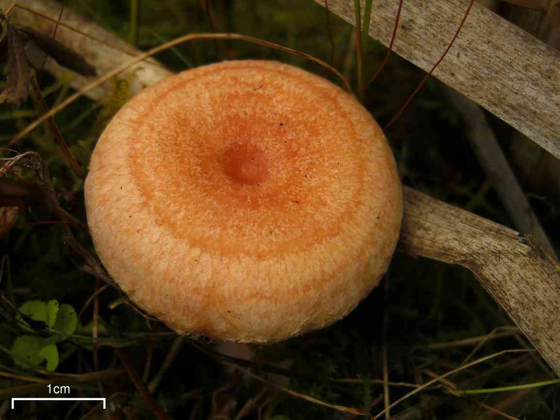 Woolly milkcap (Lactarius torminosus) thumbnail 2