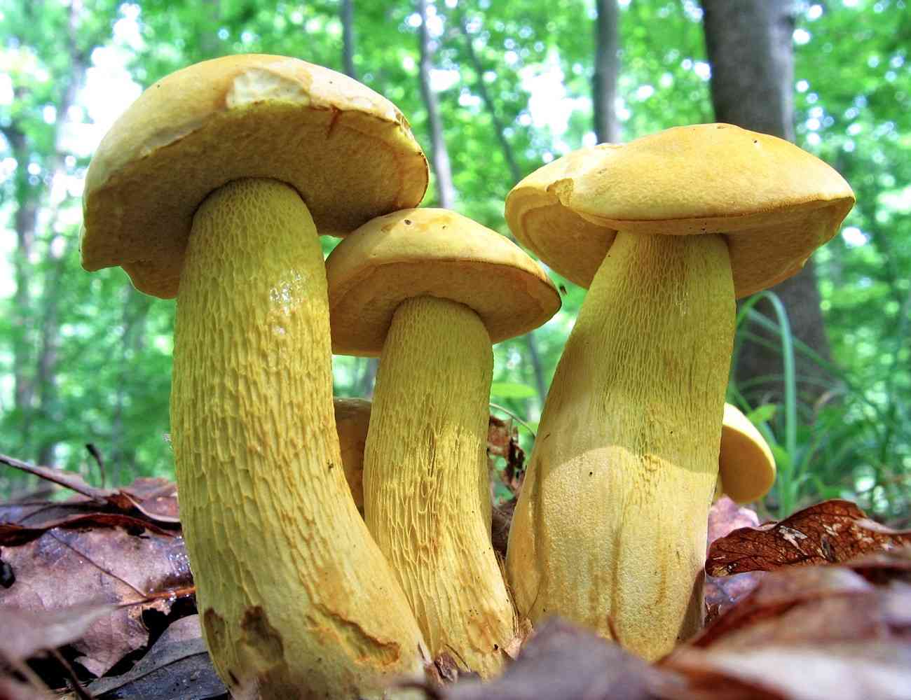 Ornate-stalked bolete (Retiboletus ornatipes) thumbnail 2