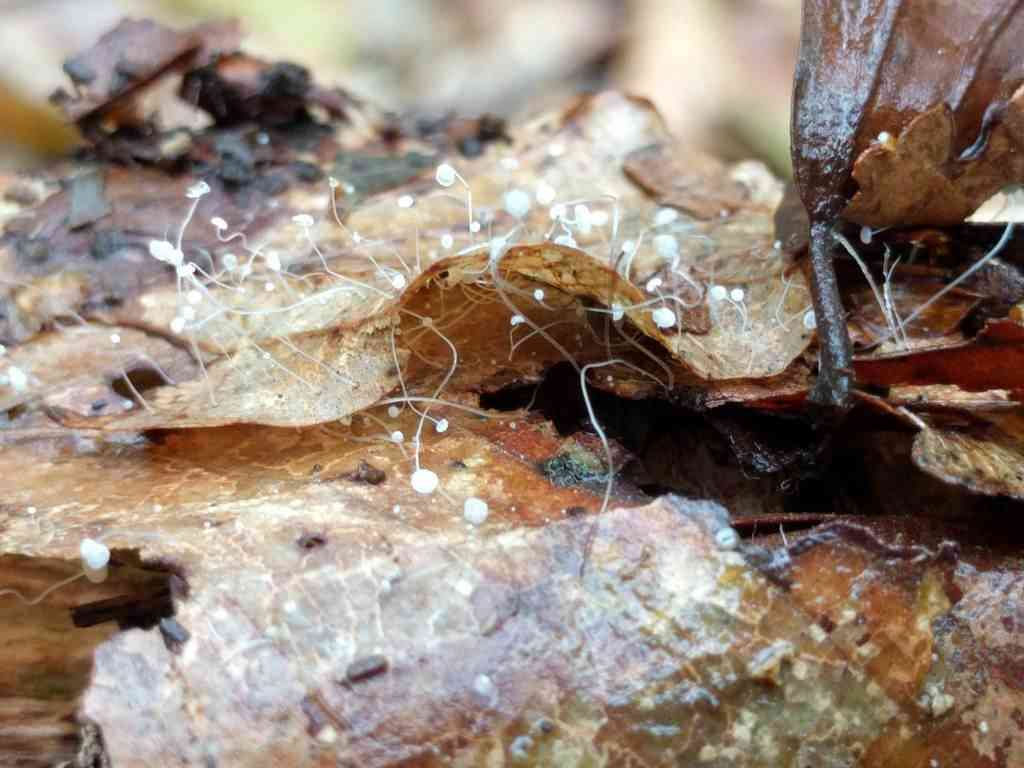 Beechleaf bonnet (Mycena capillaris) thumbnail 3
