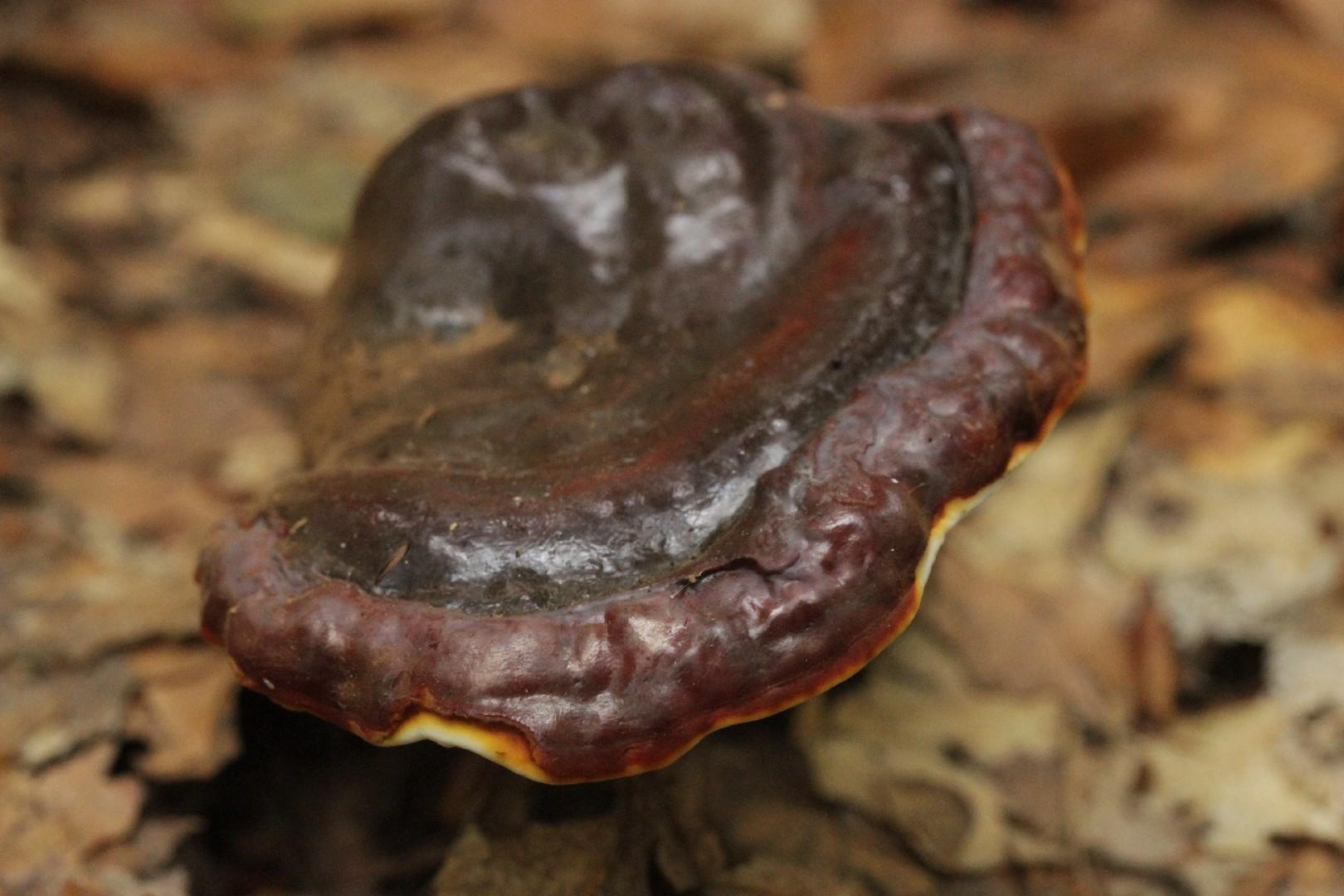 Reishi thumbnail 2