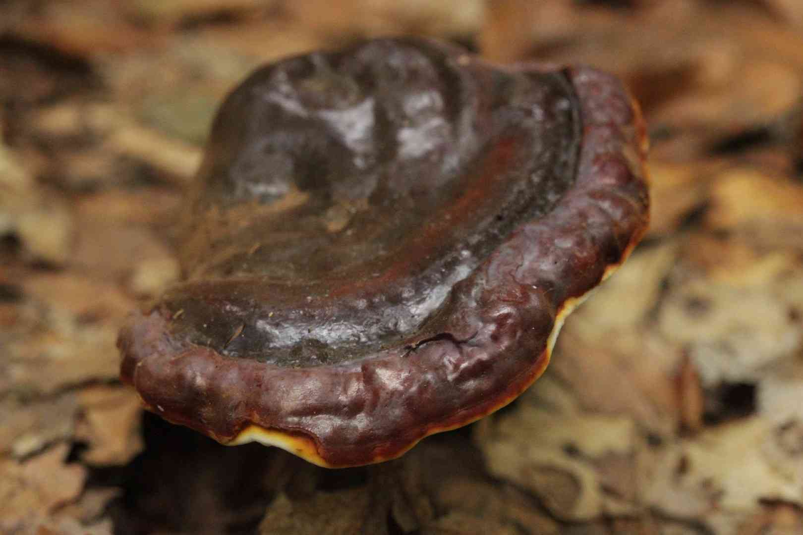 Reishi (Ganoderma lucidum) thumbnail 2