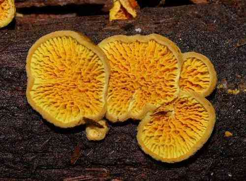 Pseudomerulius curtisii (Pseudomerulius curtisii) thumbnail 1