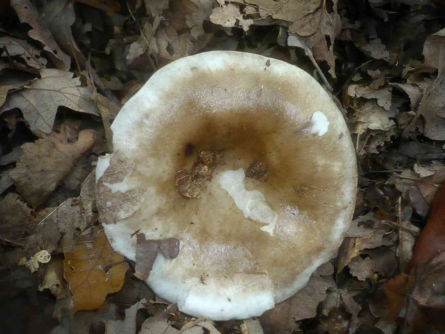 Hotlips brittlegill (Russula acrifolia) thumbnail 3