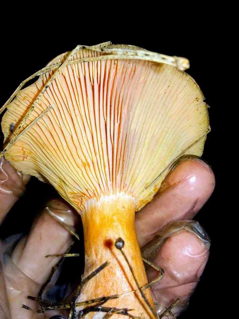 False saffron milkcap (Lactarius deterrimus) thumbnail 3