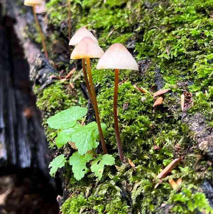 Saffrondrop bonnet (Mycena crocata) thumbnail 1