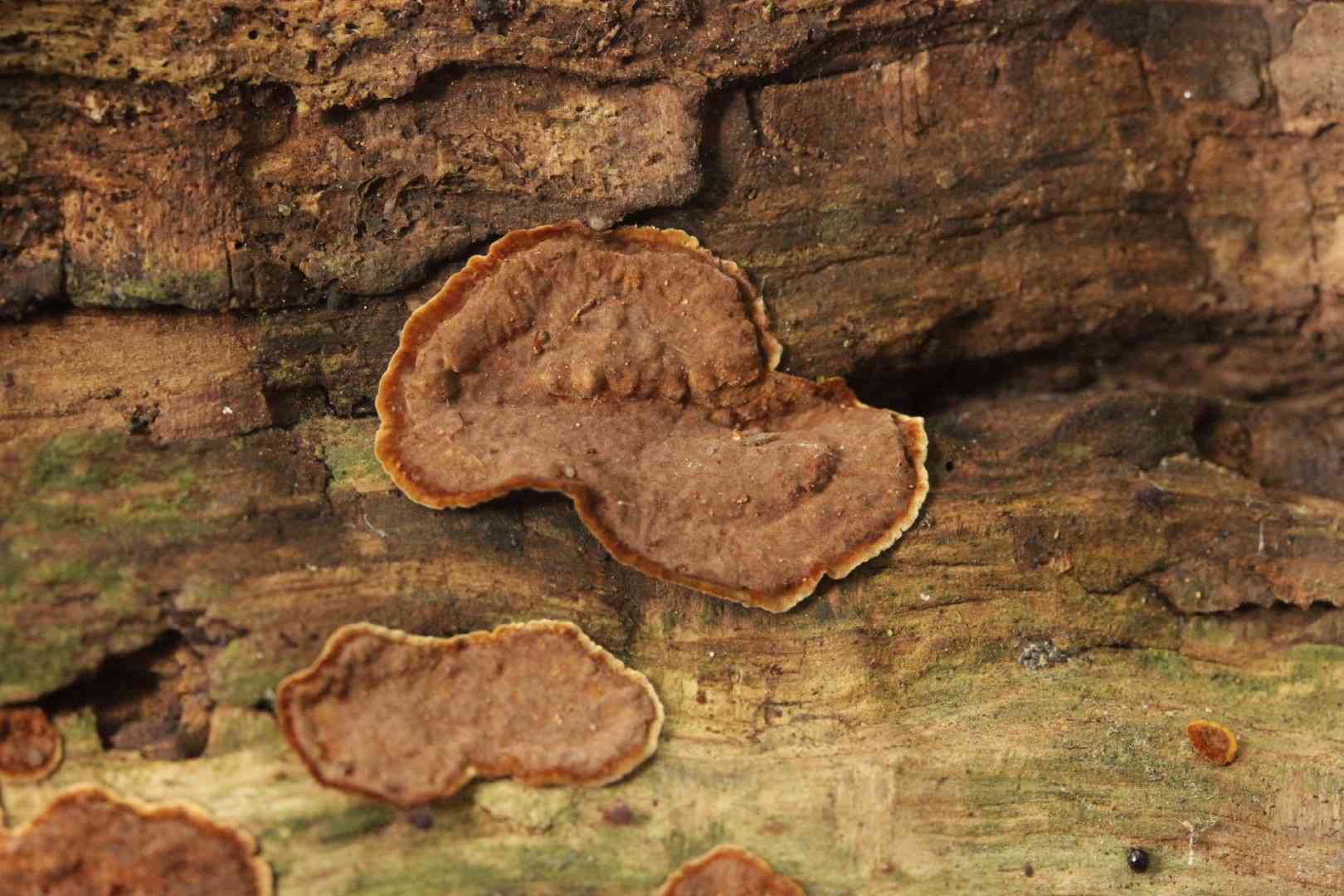 Oak curtain crust (Hymenochaete rubiginosa) thumbnail 3
