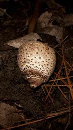 Graceful parasol (Macrolepiota clelandii) thumbnail 3