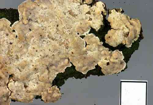 Lopharia cinerascens (Lopharia cinerascens) thumbnail 1