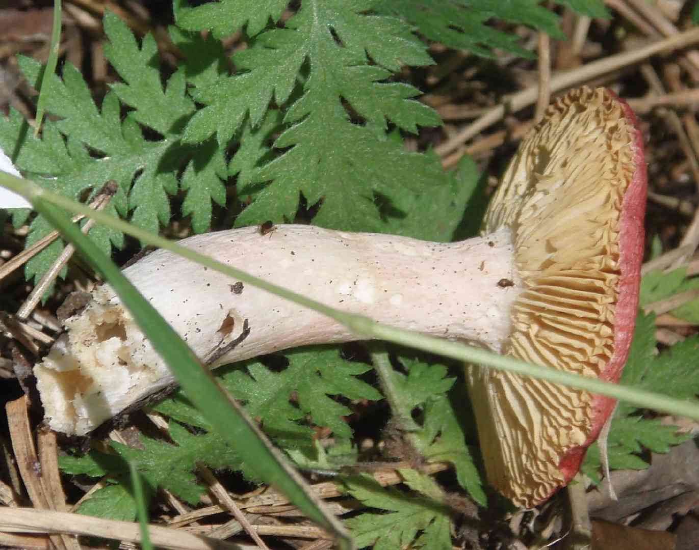 Russula roseipes (Russula roseipes) thumbnail 3