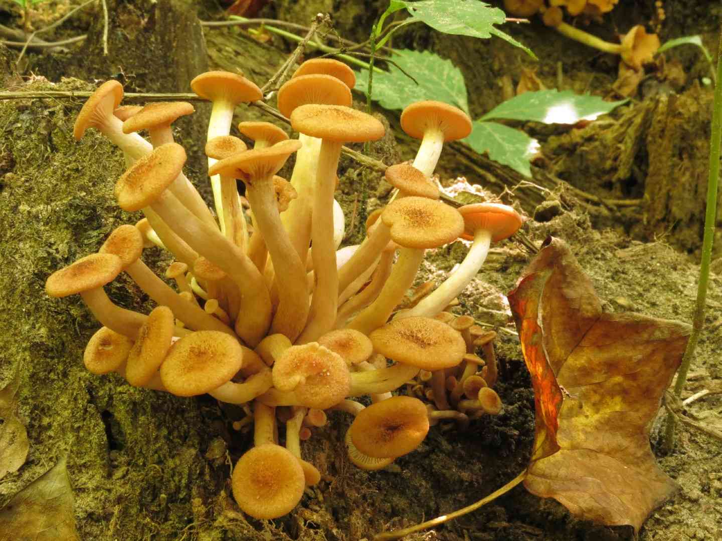Ringless honey mushroom (Desarmillaria tabescens) thumbnail 3