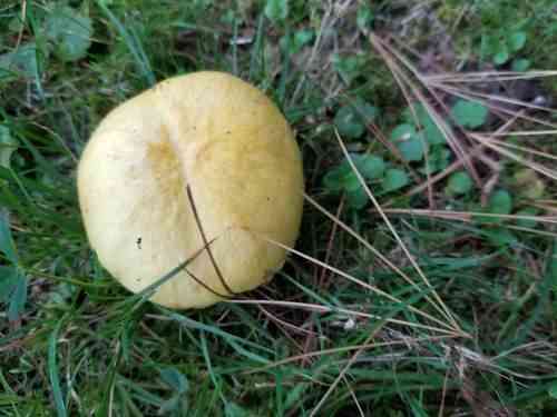 American slippery jack (Suillus americanus) thumbnail 3