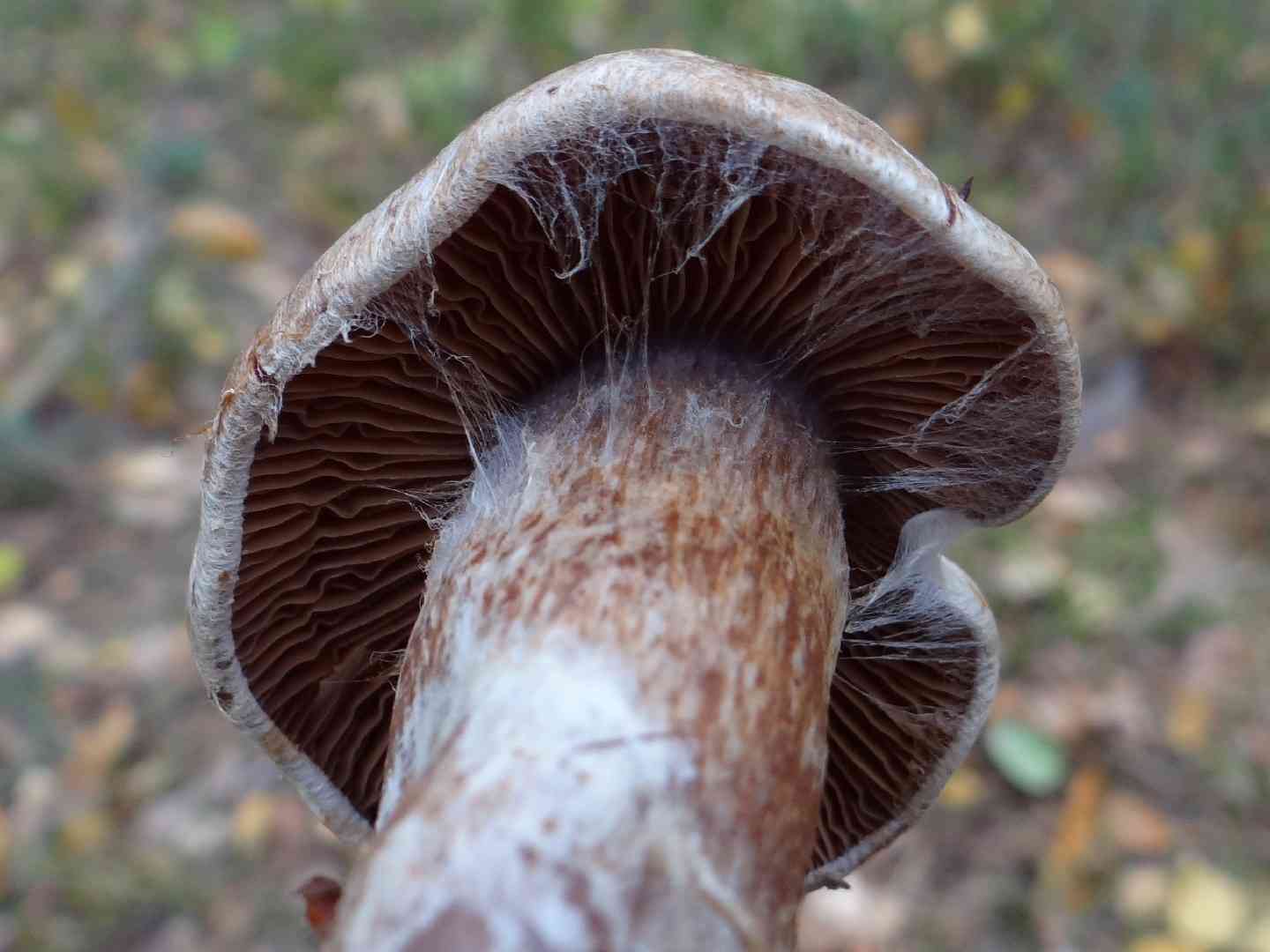 Cortinarius brunneus (Cortinarius brunneus) thumbnail 3