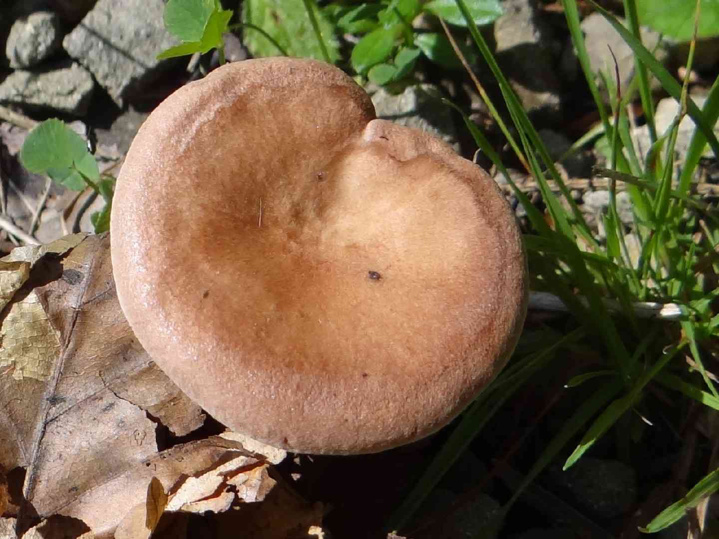 Liver milkcap (Lactarius hepaticus) thumbnail 1