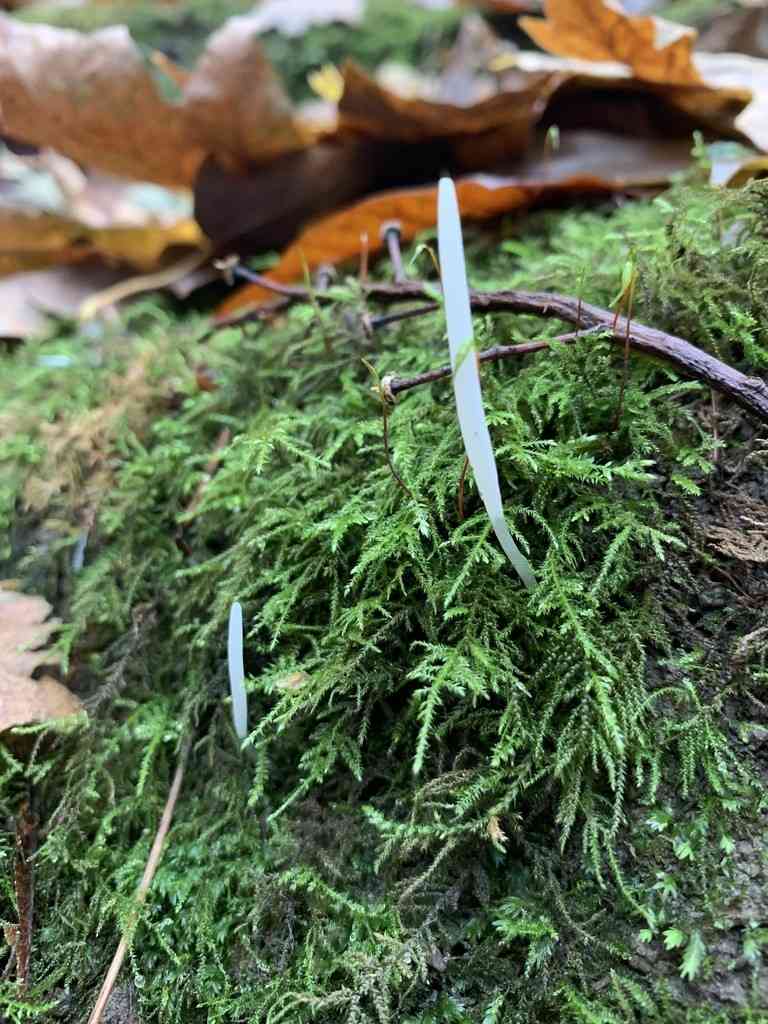 White spindles (Clavaria fragilis) thumbnail 2