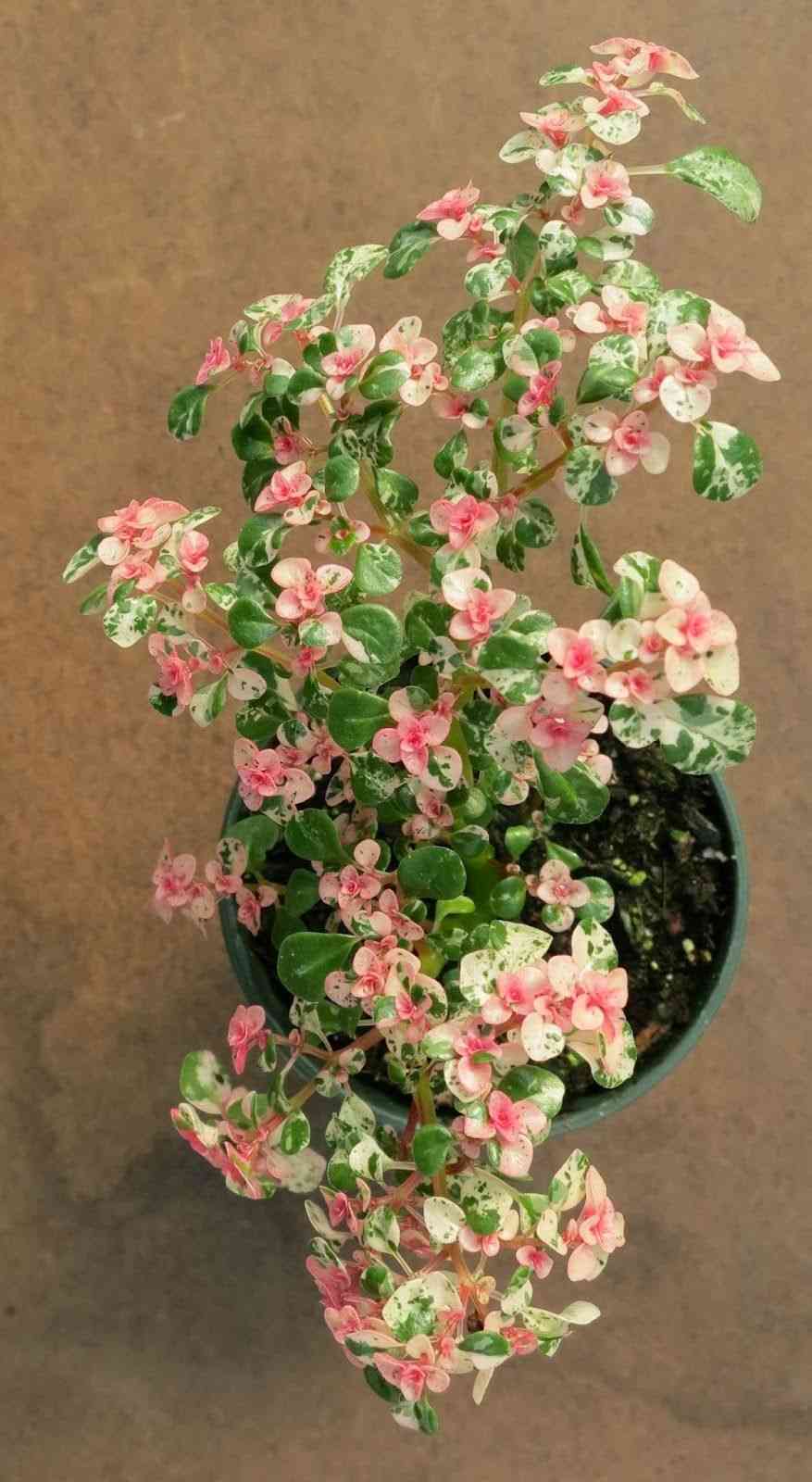 Artillery plant