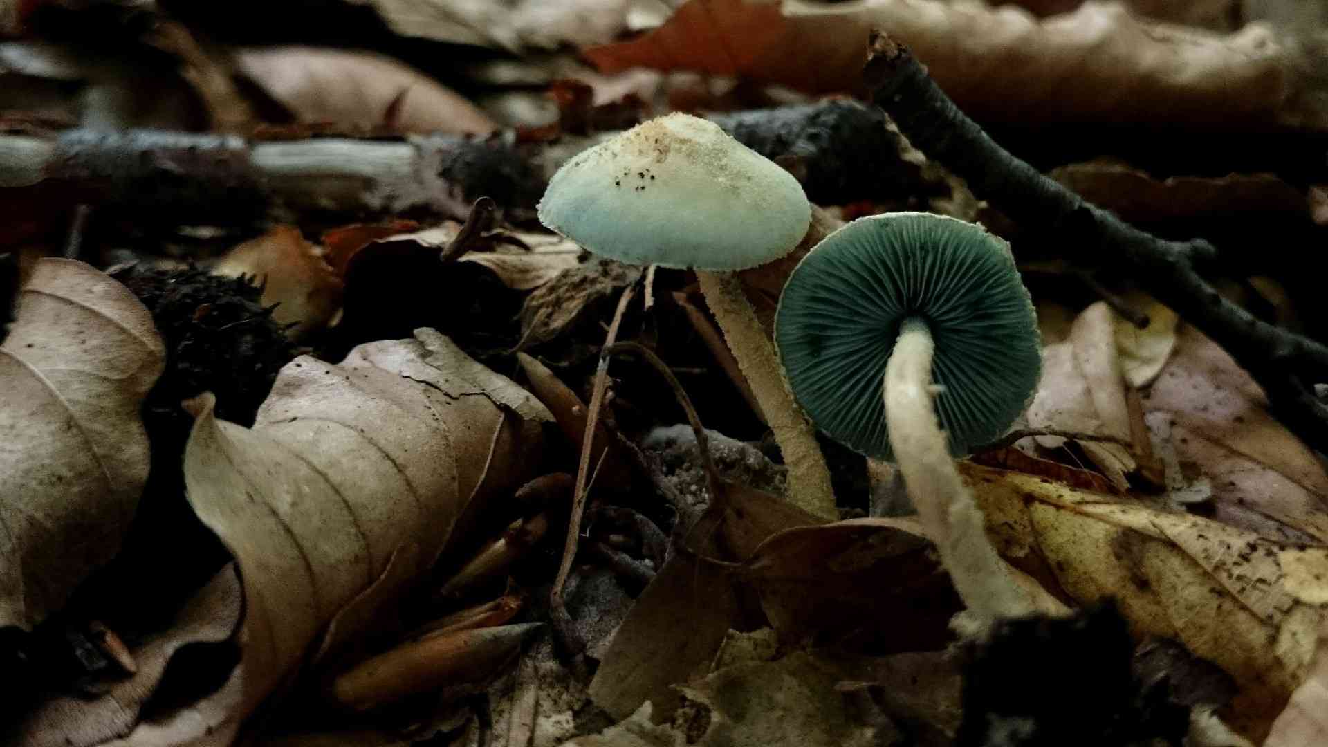 Greenspored dapperling (Melanophyllum eyrei) thumbnail 1