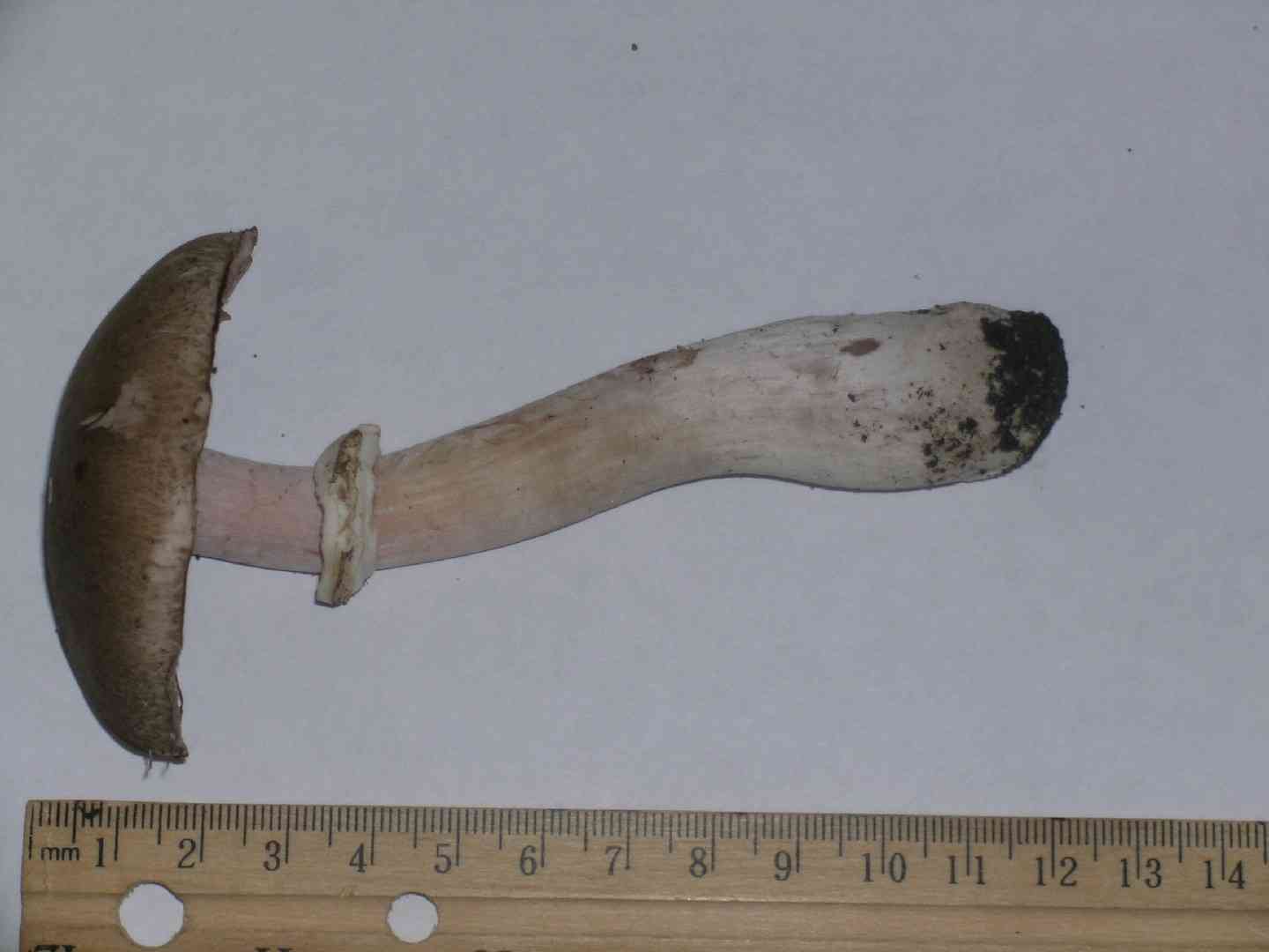 Inky mushroom (Agaricus moelleri) thumbnail 2