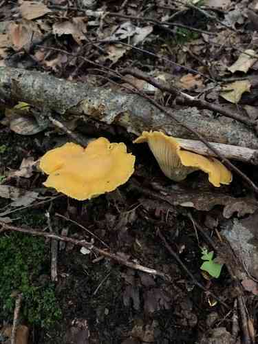 Golden chanterelle (Cantharellus cibarius) thumbnail 3