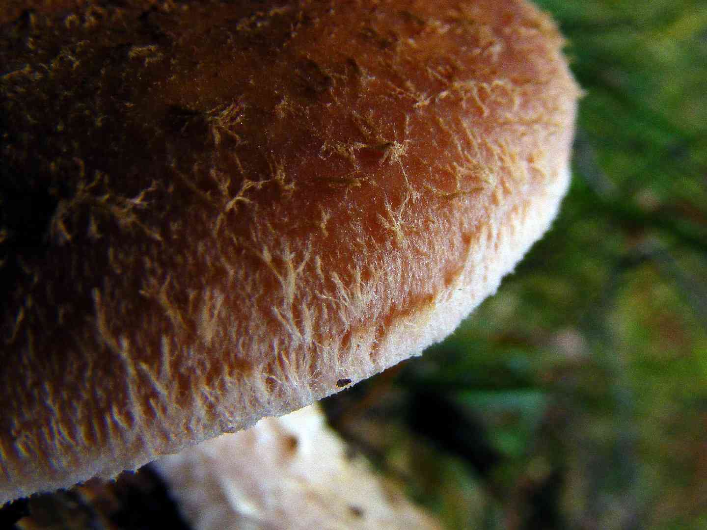 Dark honey mushroom (Armillaria ostoyae) thumbnail 3