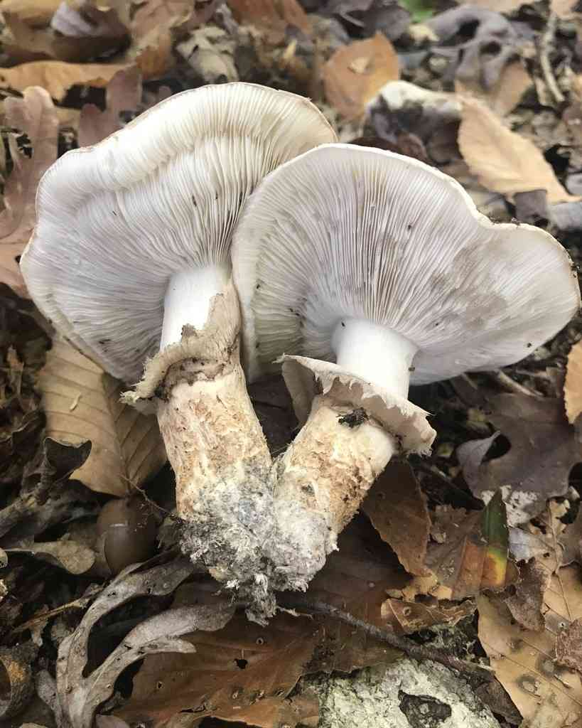 True booted knight (Tricholoma caligatum) thumbnail 3