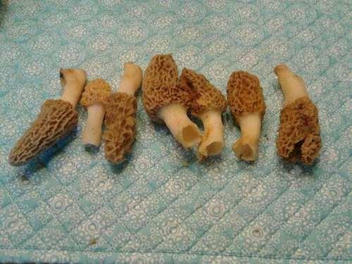 White morel thumbnail 3