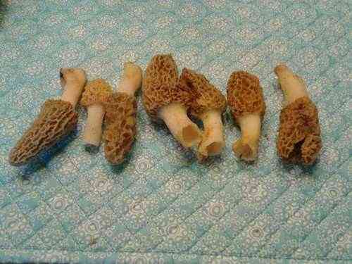 White morel (Morchella americana) thumbnail 3