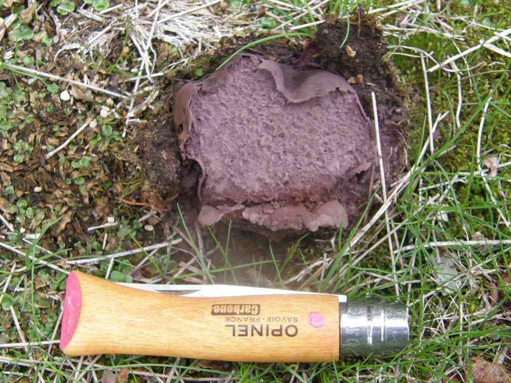 Calvatia lilacina (Calvatia lilacina) thumbnail 3