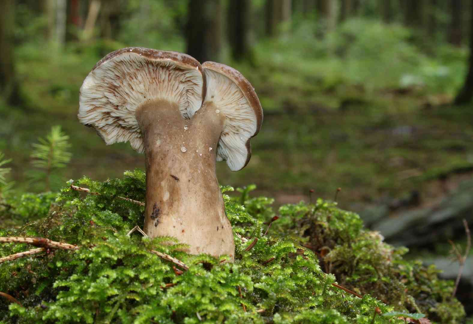 Lactarius picinus (Lactarius picinus) thumbnail 2