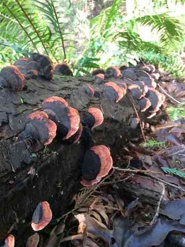 Rosy polypore (Rhodofomes cajanderi) thumbnail 2