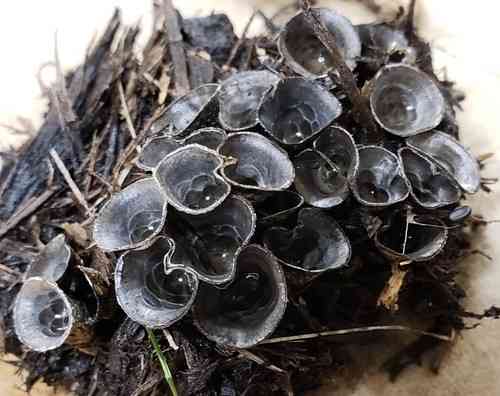 Splash-cup bird's-nest (Cyathus stercoreus) thumbnail 2