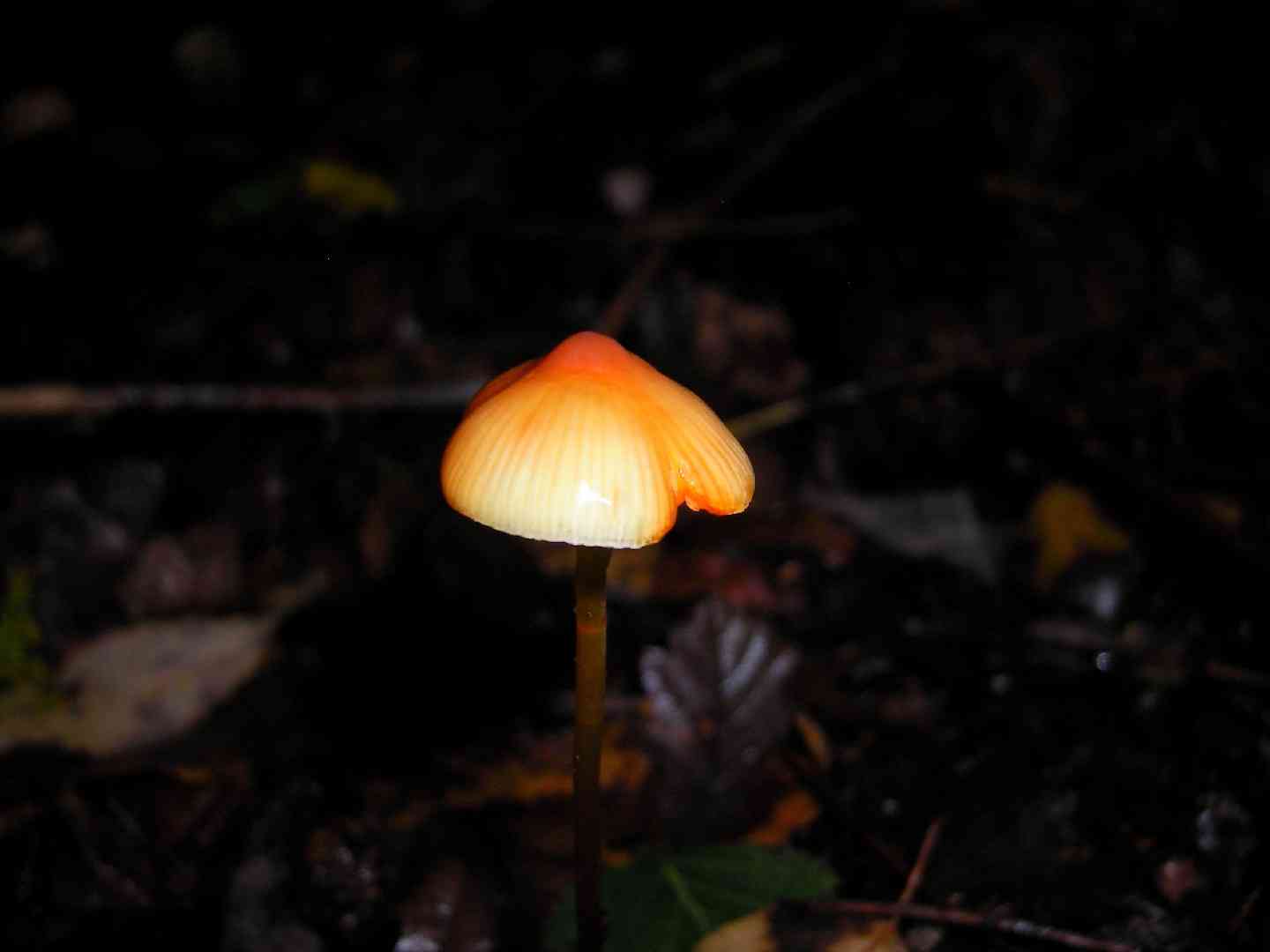 Saffrondrop bonnet (Mycena crocata) thumbnail 3