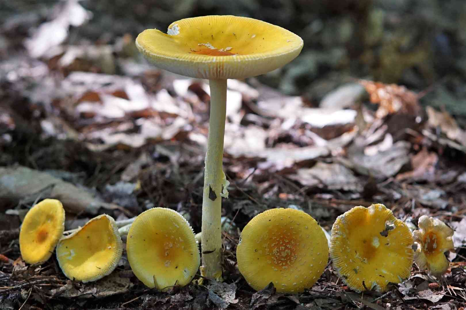 Frost's amanita (Amanita frostiana) thumbnail 3