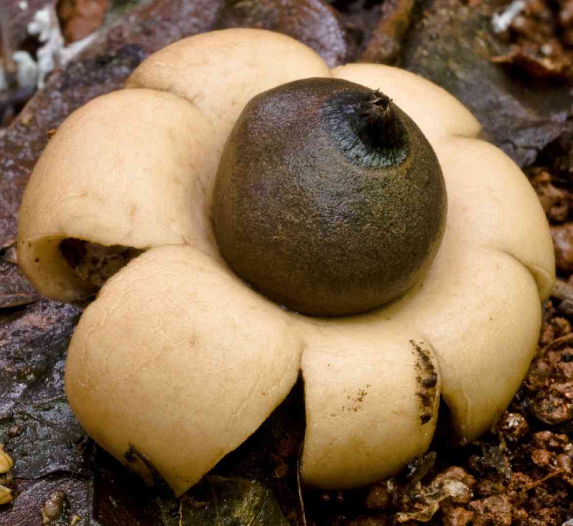 Rounded earthstar (Geastrum saccatum) thumbnail 3