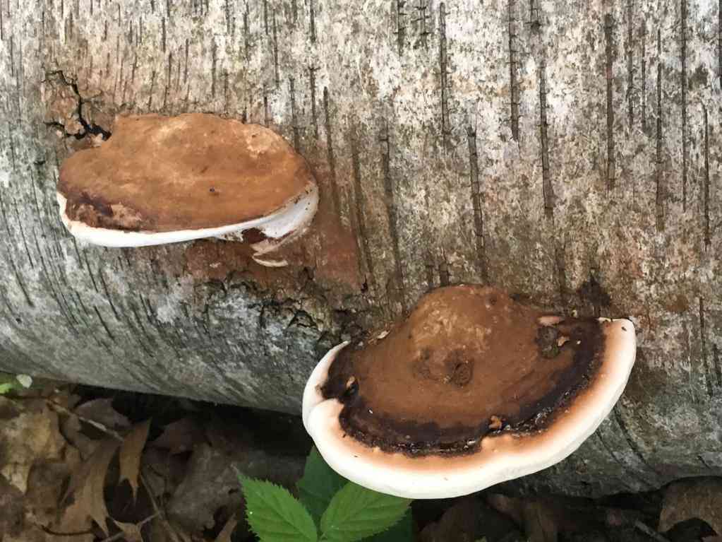 Artist's mushroom (Ganoderma lobatum) thumbnail 2