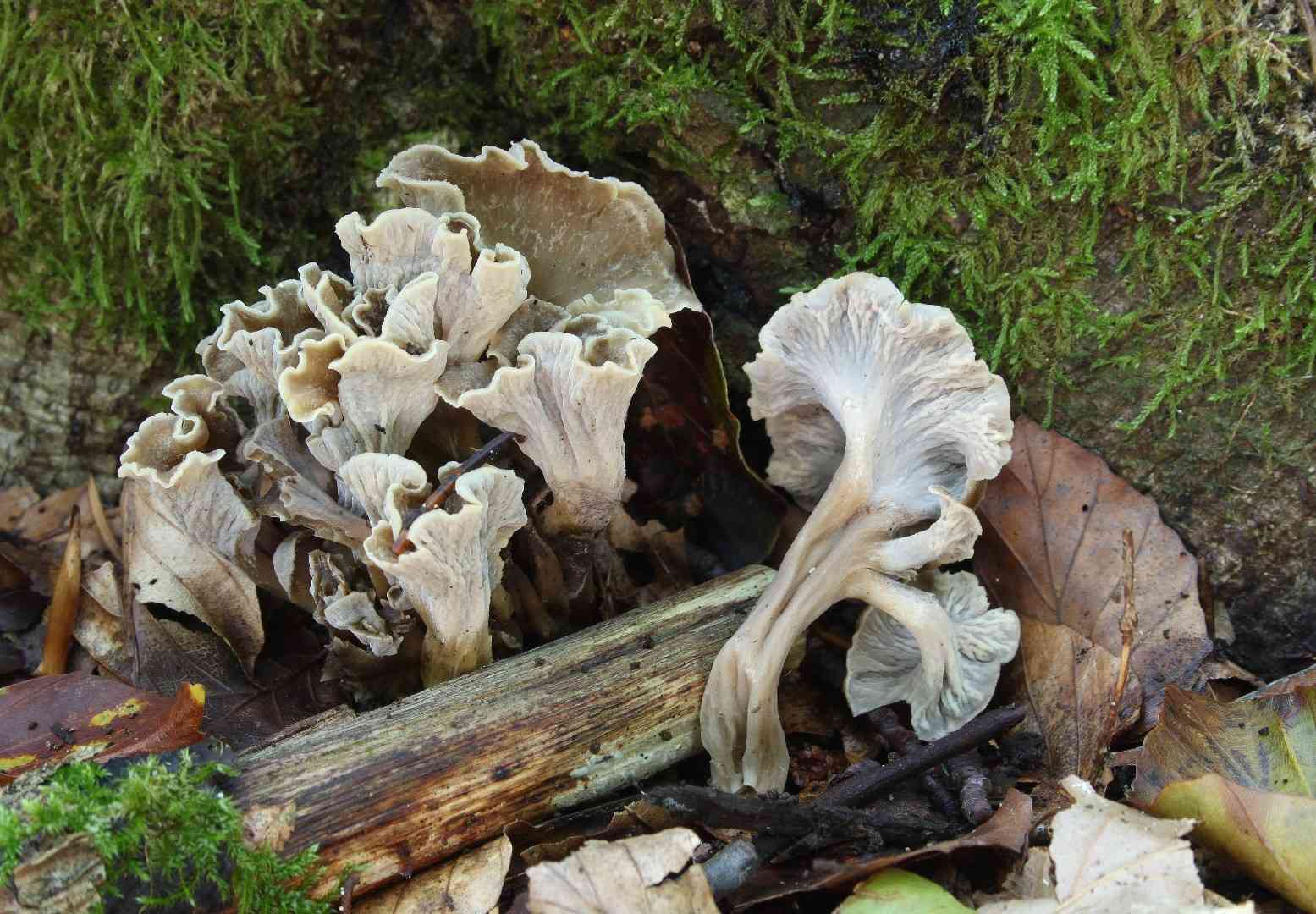 Sinuous chanterelle (Pseudocraterellus undulatus) thumbnail 3