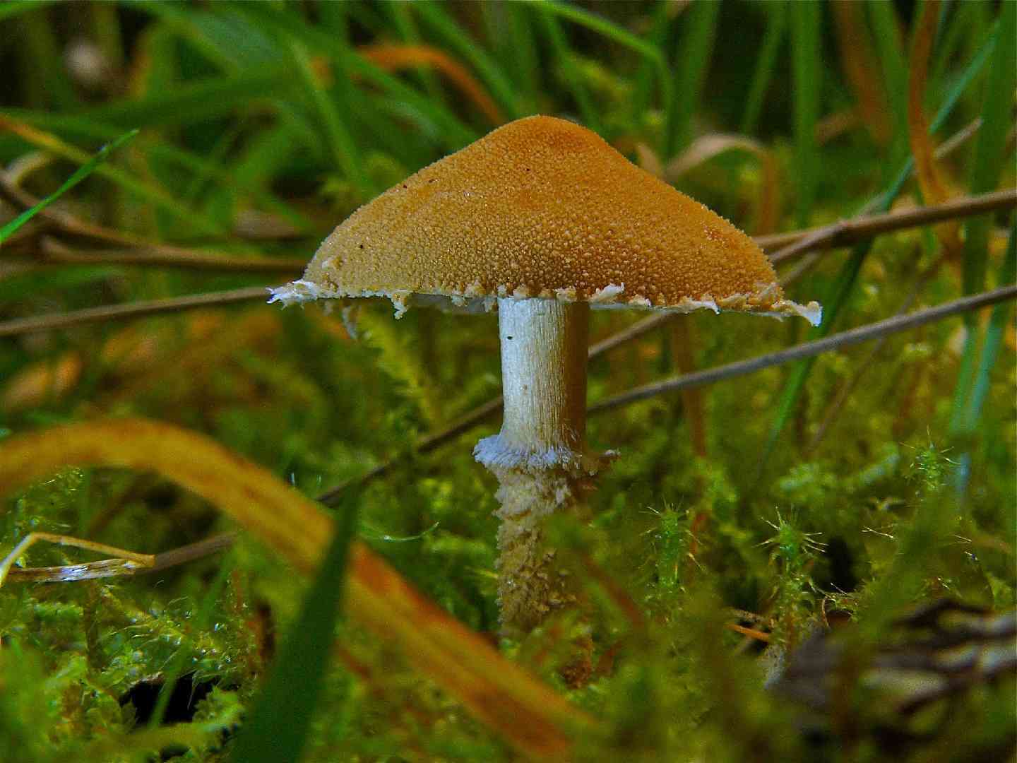 Earthy powdercap