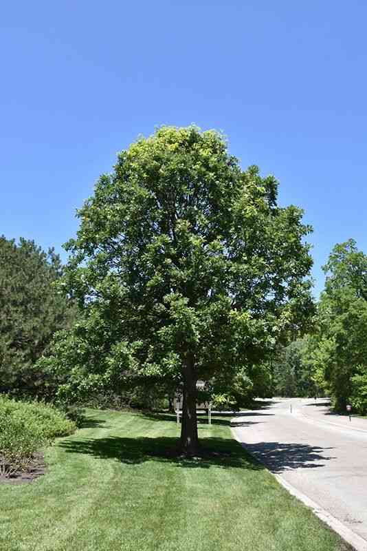 Bur oak