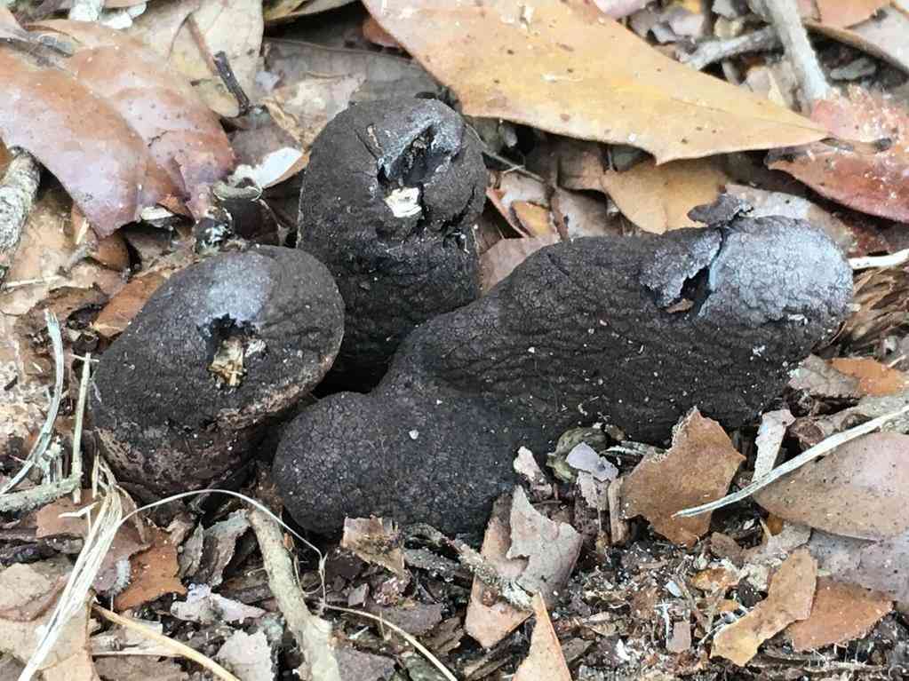 Dead man's fingers (Xylaria polymorpha) thumbnail 3