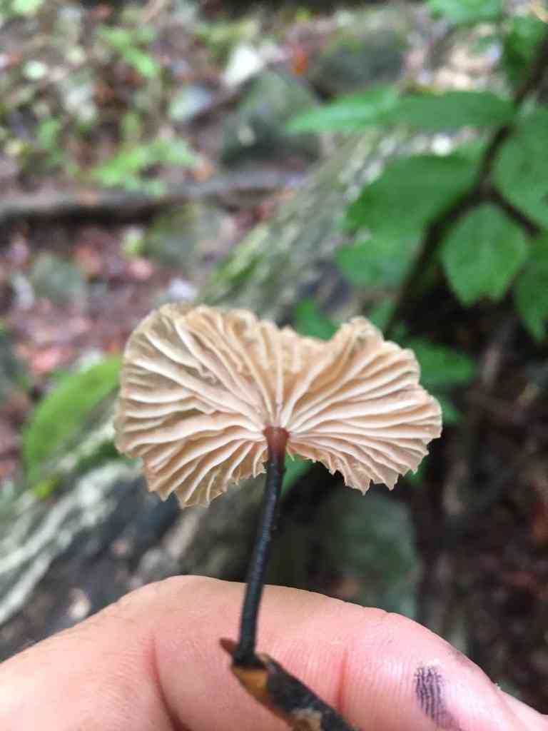 Foetid parachute (Gymnopus foetidus) thumbnail 2