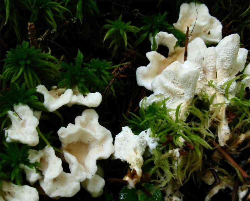 Aromatic earthfan (Sistotrema confluens) thumbnail 2