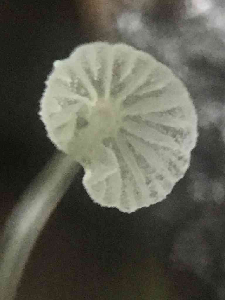 Frosty bonnet (Mycena tenerrima) thumbnail 2
