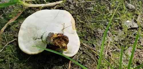 Golden reishi (Ganoderma curtisii) thumbnail 3