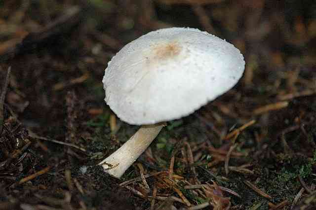 Rosy wood mushroom (Agaricus semotus) thumbnail 2