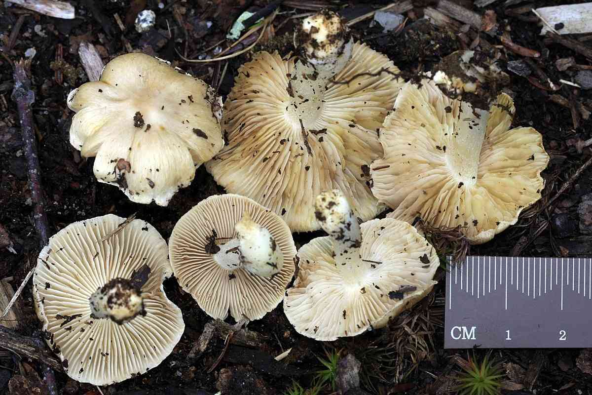 Inocybe sambucina (Inocybe sambucina) thumbnail 1